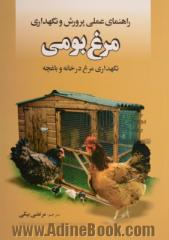 راهنمای عملی پرورش و نگهداری مرغ بومی: نگهداری مرغ در خانه و باغچه