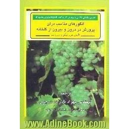 انگورهای مناسب برای پرورش در درون و بیرون از گلخانه