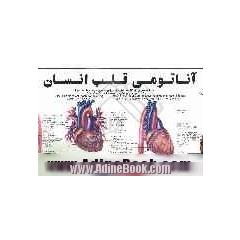 آناتومی قلب انسان