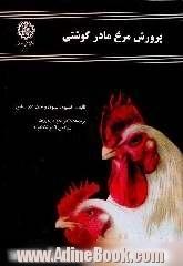 پرورش مرغ مادر گوشتی